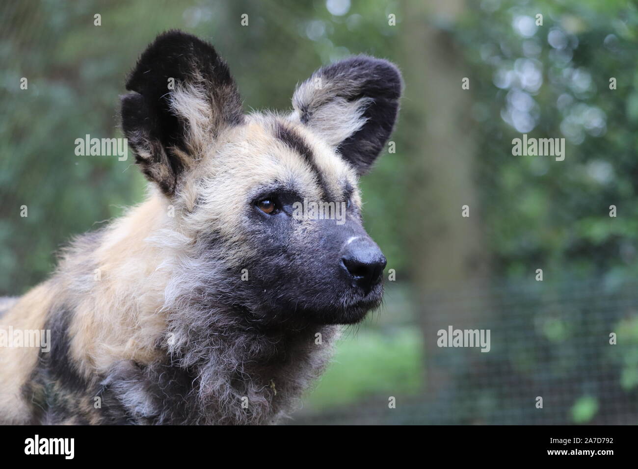 Africa maschio cane selvatico, Gamba (Lycaon pictus) Foto Stock