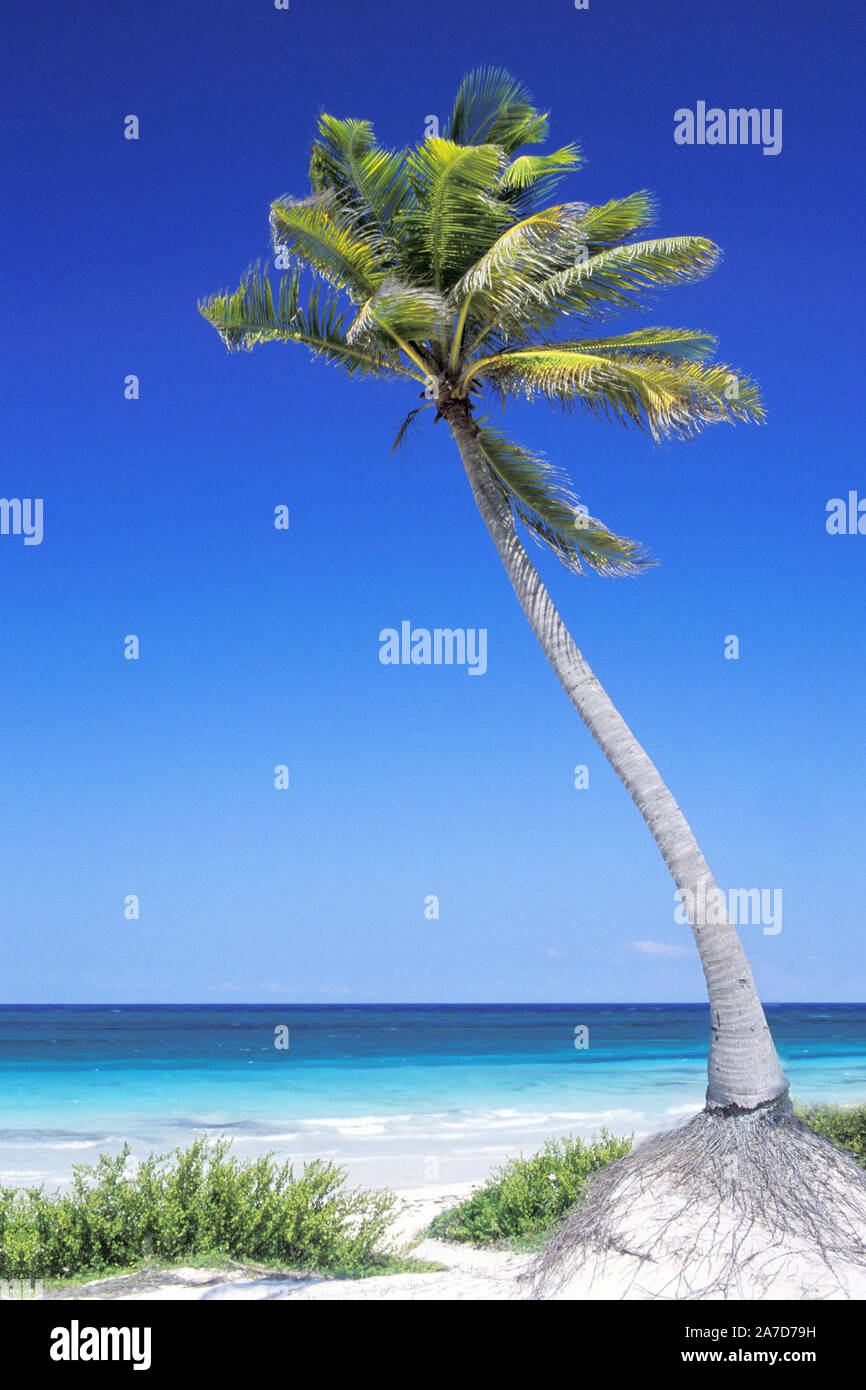 Palme am Strand, Cancun, Messico, Halbinsel Yucatan, Karibisches Meer Foto Stock