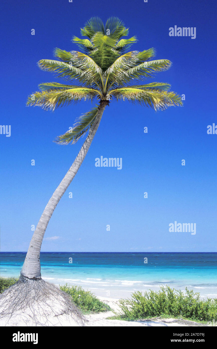 Palme am Strand, Cancun, Messico, Halbinsel Yucatan, Karibisches Meer Foto Stock