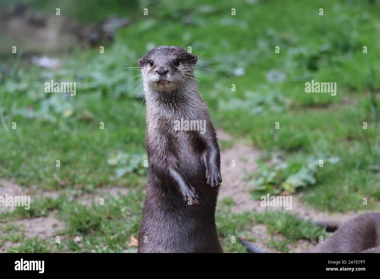 Femmina Small-Clawed asiatici lontra, Keyah (Amblonyx cinerea) Foto Stock