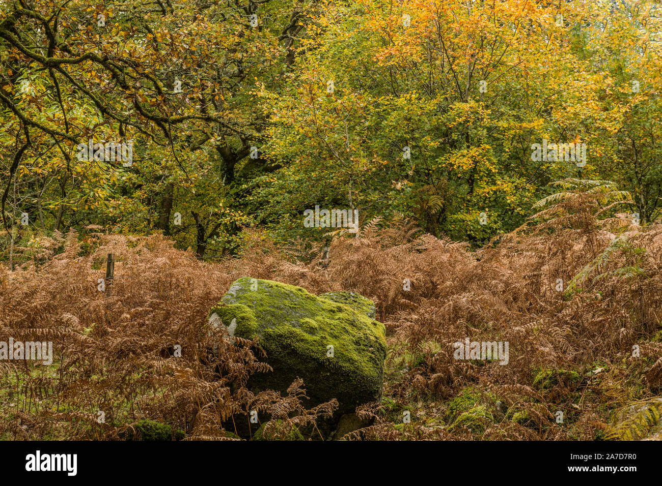 Boschi autunnali al Burrator Reservoir nel Dartmoor National Park Devon West of England. Questo è in cima al serbatoio in un giorno di ottobre. Foto Stock