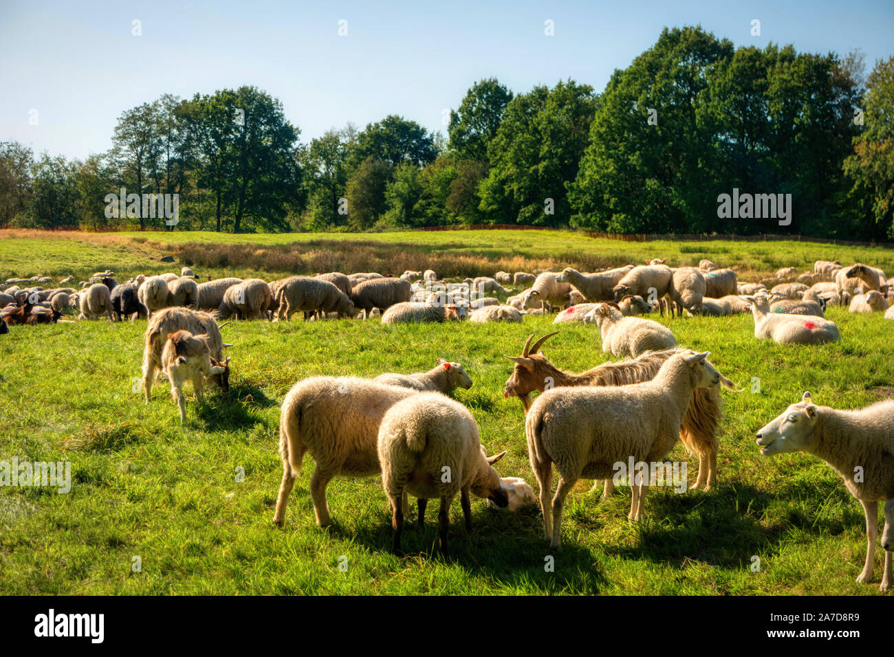 Allevamento di ovini in Dosenmoor Schleswig-Holstein, Germania Foto Stock