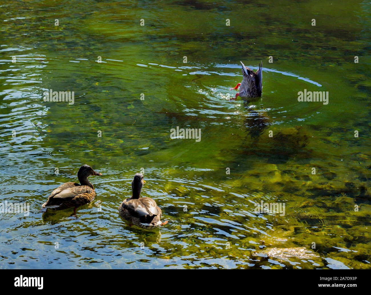 Due anatre sono la visione di una terza duck prendendo un immergersi nel verde acqua di un canale a Malmö, in Svezia, in una calda giornata estiva. Foto Stock