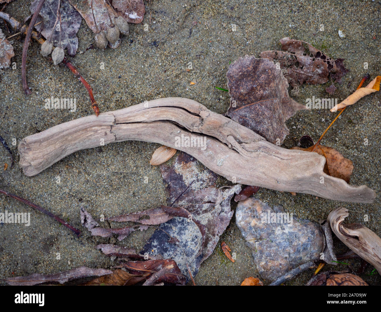 Driftwood su un sandbank e pietre Foto Stock