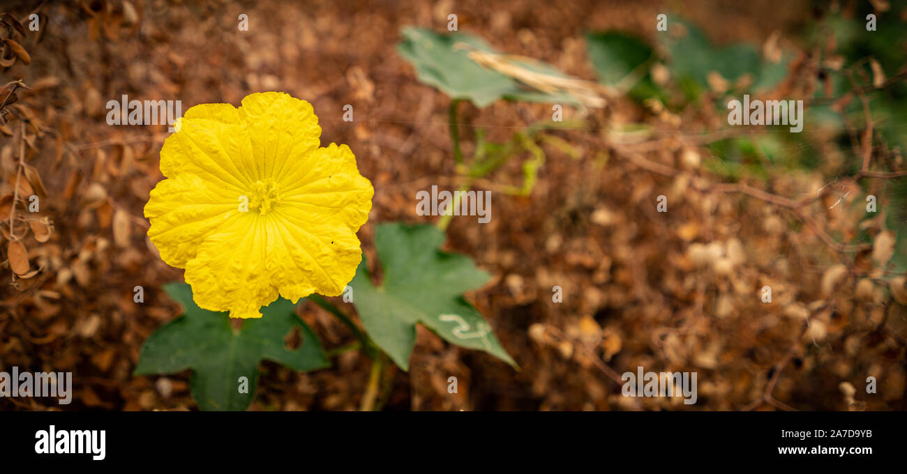 Fiore giallo di spugna di zucca (Luffa aegyptiaca) e l'autunno sfondo Foto Stock