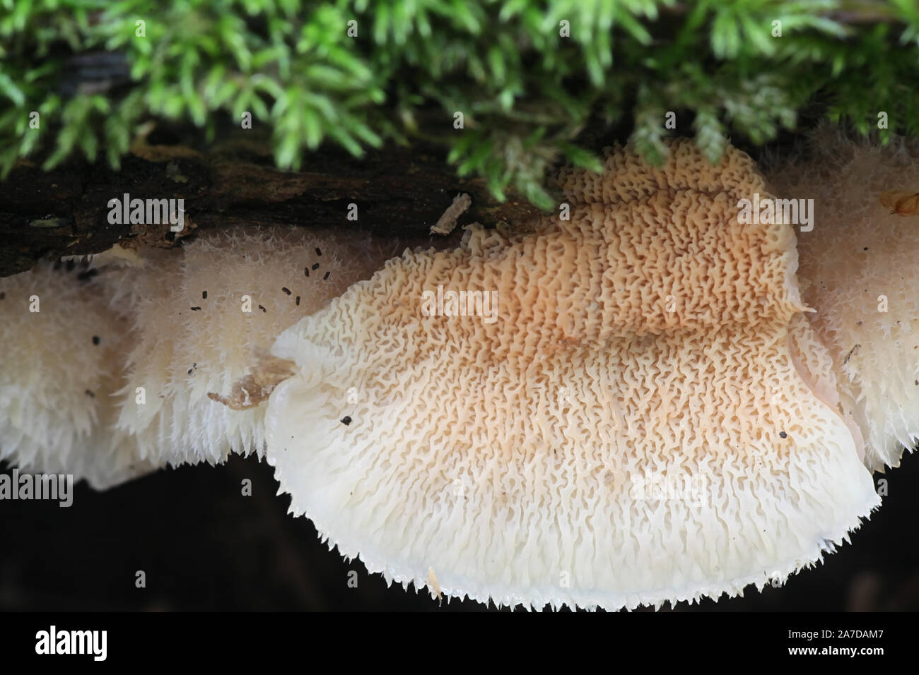 Phlebia tremellosa (ex Merulius tremellosus), noto come tremore Merulius o jelly rot, funghi selvatici dalla Finlandia Foto Stock