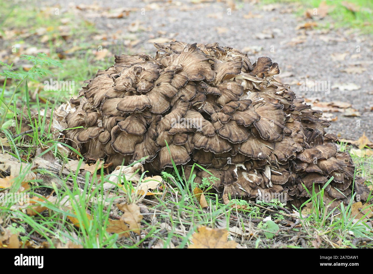Grifola frondosa, noto come maitake, gallina di boschi e di ram la