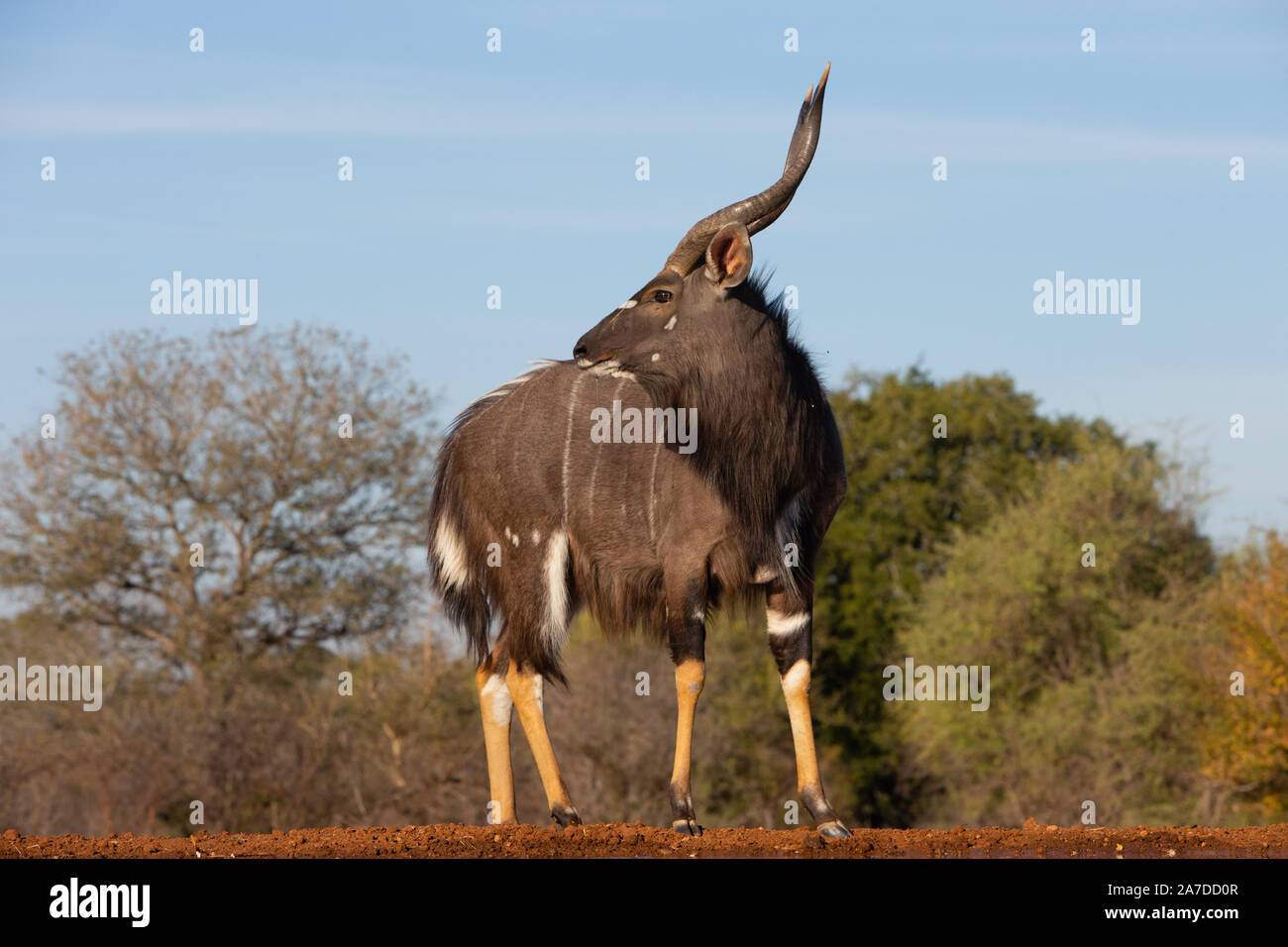 Nyala Bull (Tragelaphus angasii), Karongwe Game Reserve, Limpopo, Sud Africa Foto Stock