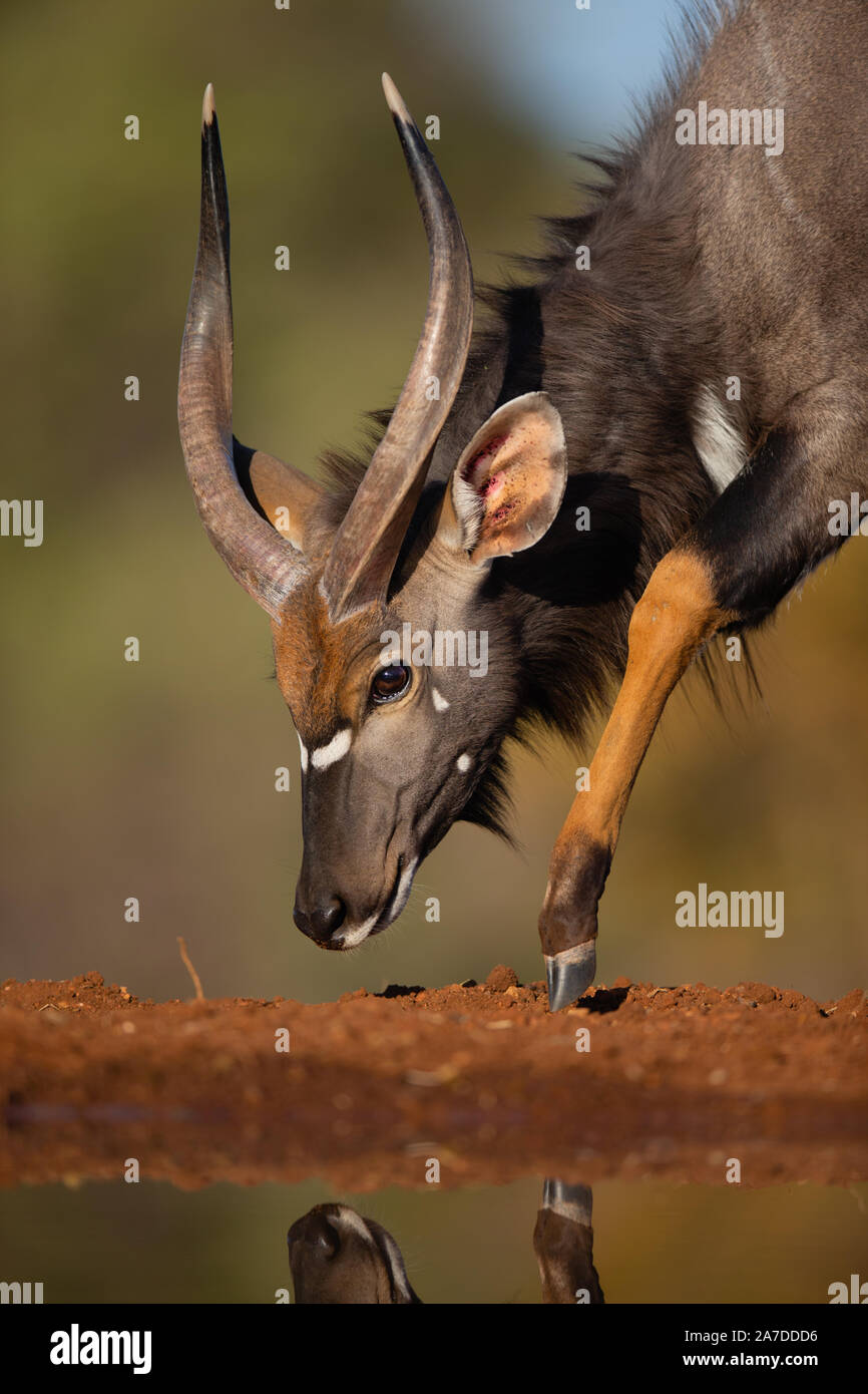 Nyala Bull (Tragelaphus angasii), Karongwe Game Reserve, Limpopo, Sud Africa Foto Stock