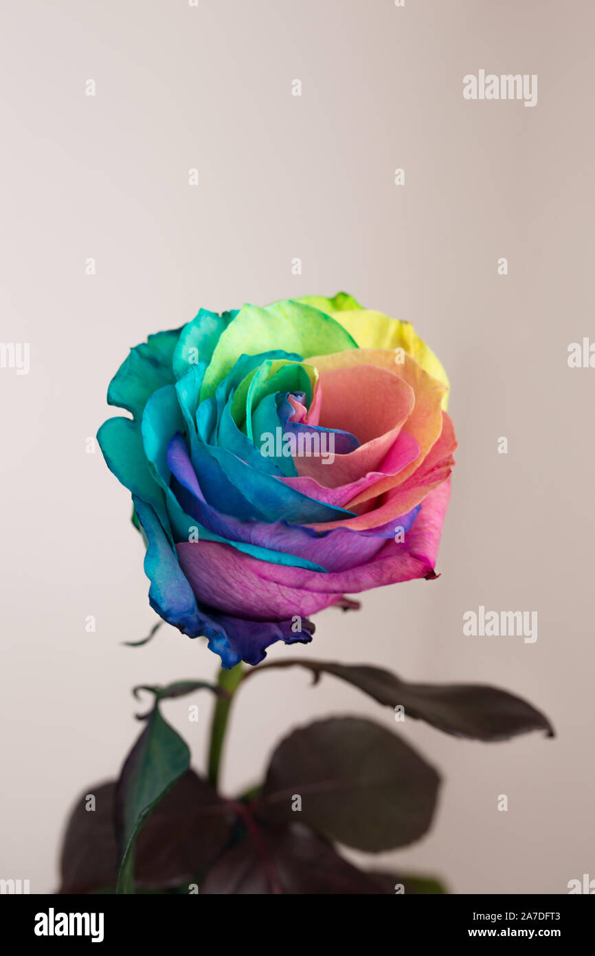 Amazing rainbow rose fiore simboleggiano la felicità e fortuna. Foto Stock