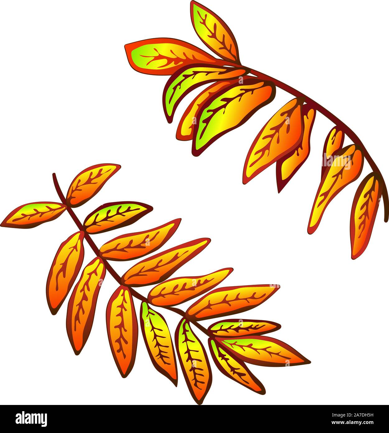 Vector Giallo autunno sorbus foglie. Illustrazione isolato elemento. Illustrazione Vettoriale