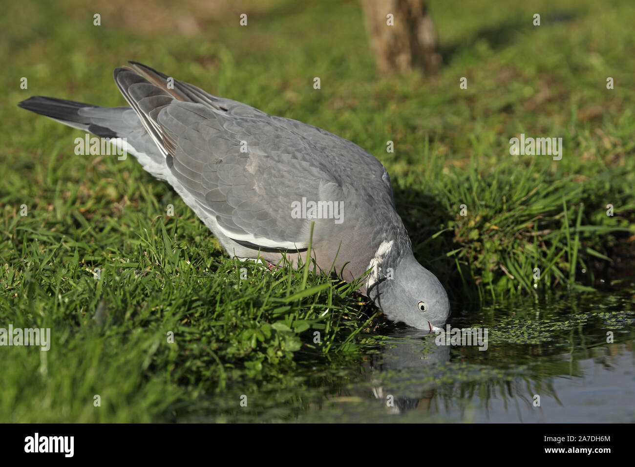 Woodpigeon (Columba palumbus) adulto bere da stagno Eccles-on-Sea, Norfolk, Regno Unito Ottobre Foto Stock