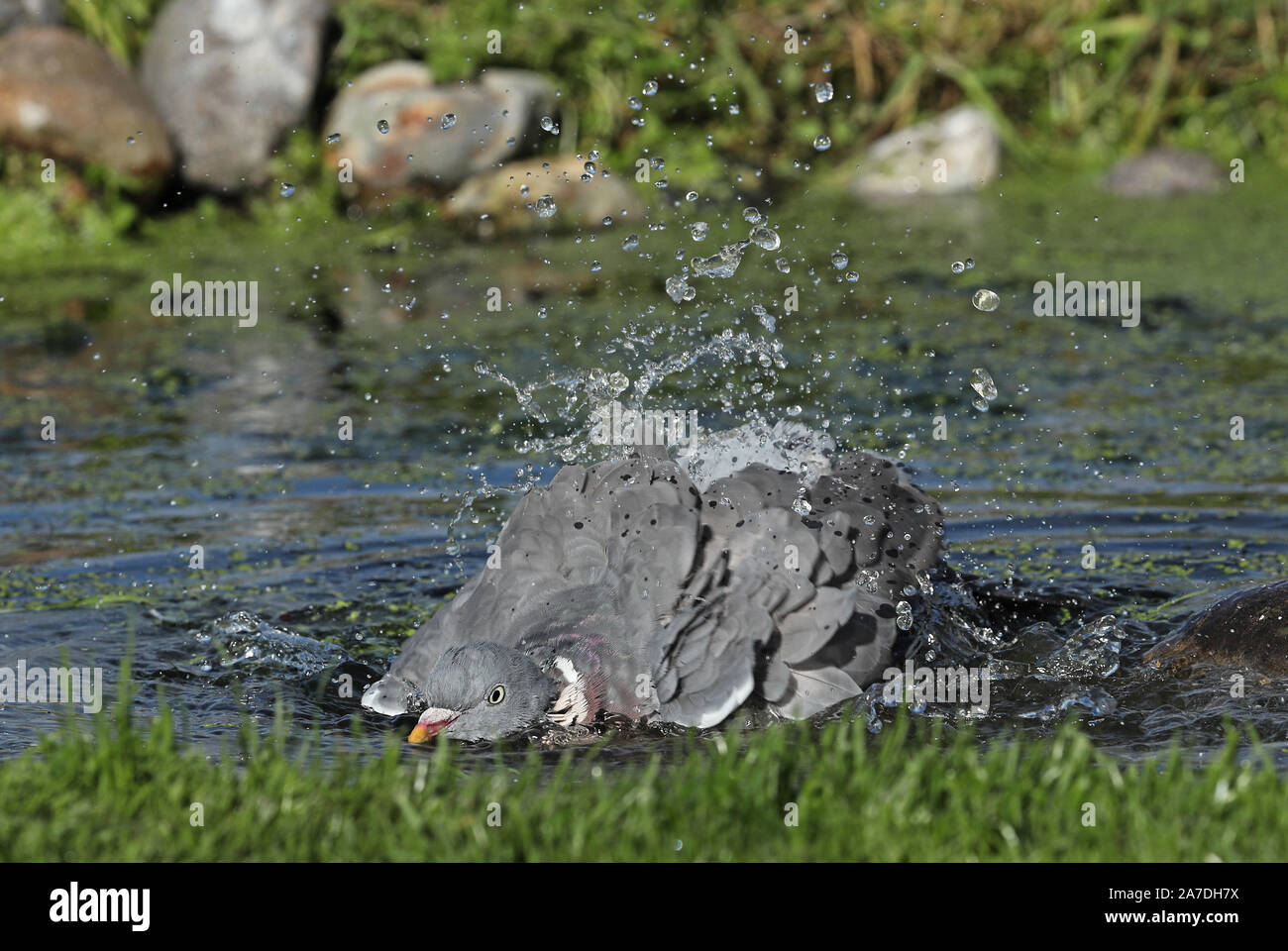 Woodpigeon (Columba palumbus) adulto di balneazione in stagno Eccles-on-Sea, Norfolk, Regno Unito Ottobre Foto Stock