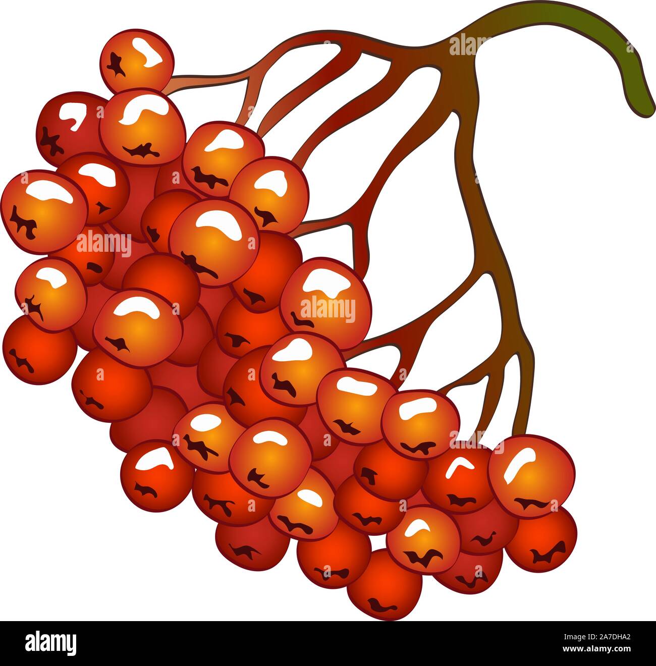 Vettore rosso autunnale sorbus impianto. Sorbus impianto giardino botanico di fogliame floreali. Illustrazione isolato elemento. Illustrazione Vettoriale