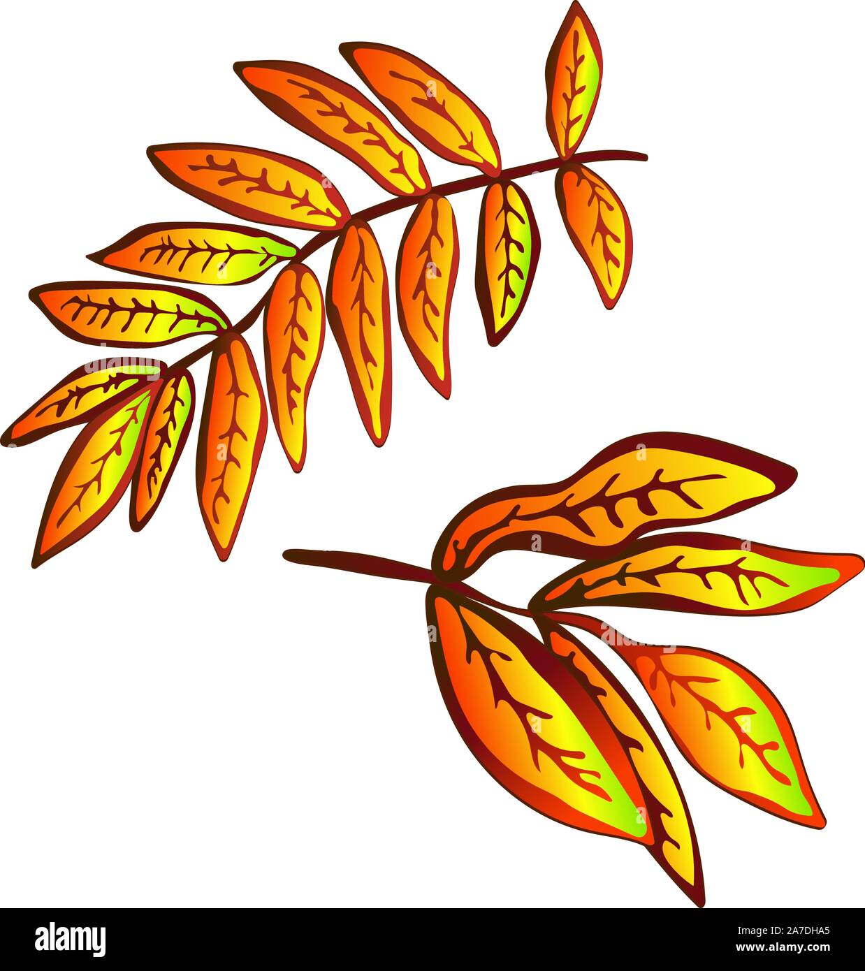 Vector Giallo autunno sorbus foglie. Illustrazione isolato elemento. Illustrazione Vettoriale