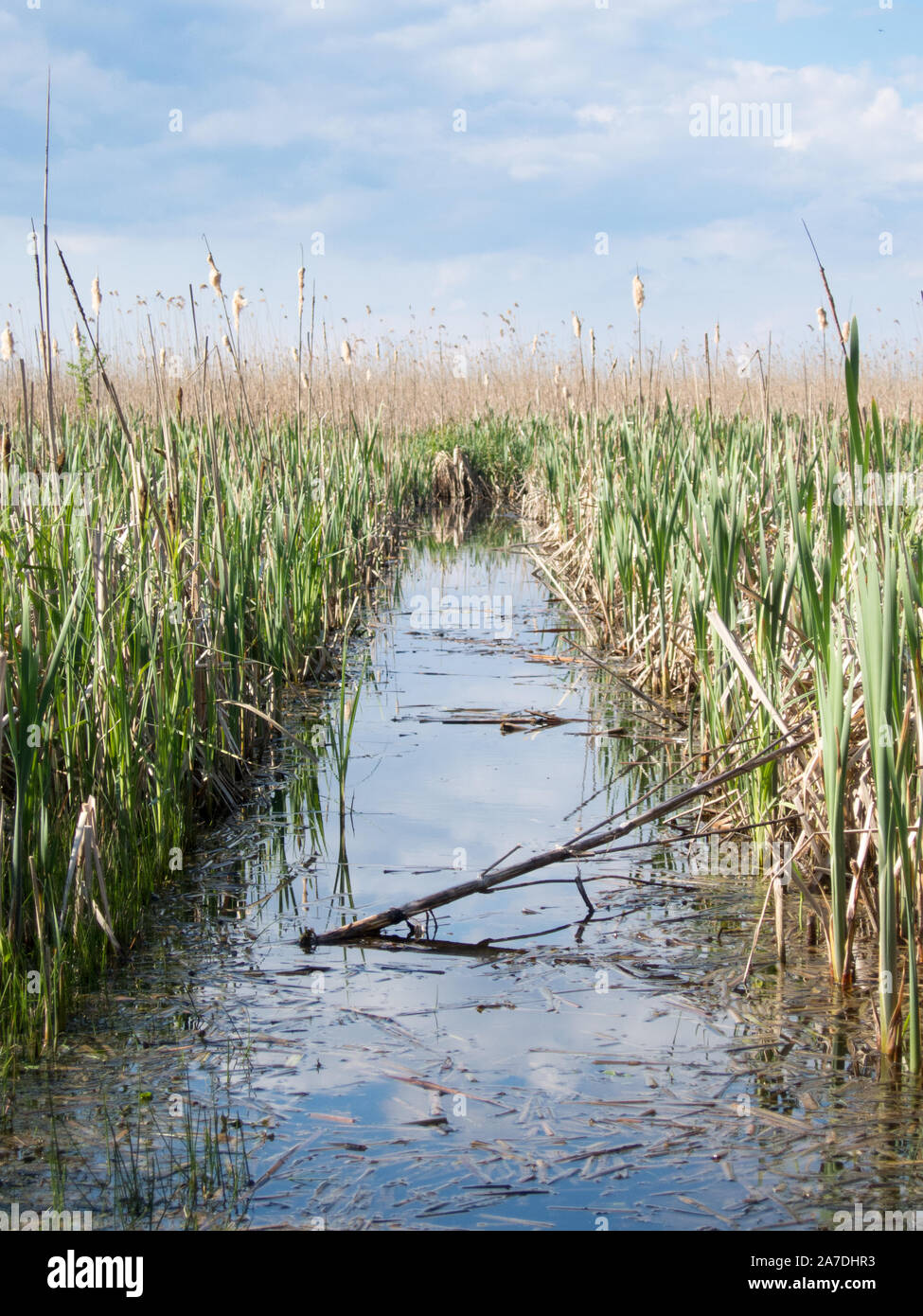 Canale attraverso ance in neajlov piccolo delta comana Foto Stock