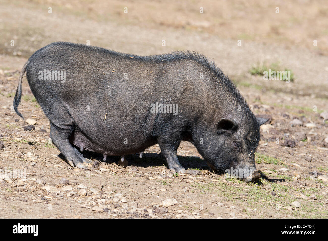 Vietnamita femmina panciuta pig / Lon I sow di maiale, in via di estinzione tradizionale vietnamita di razza in miniatura di suini domestici Foto Stock