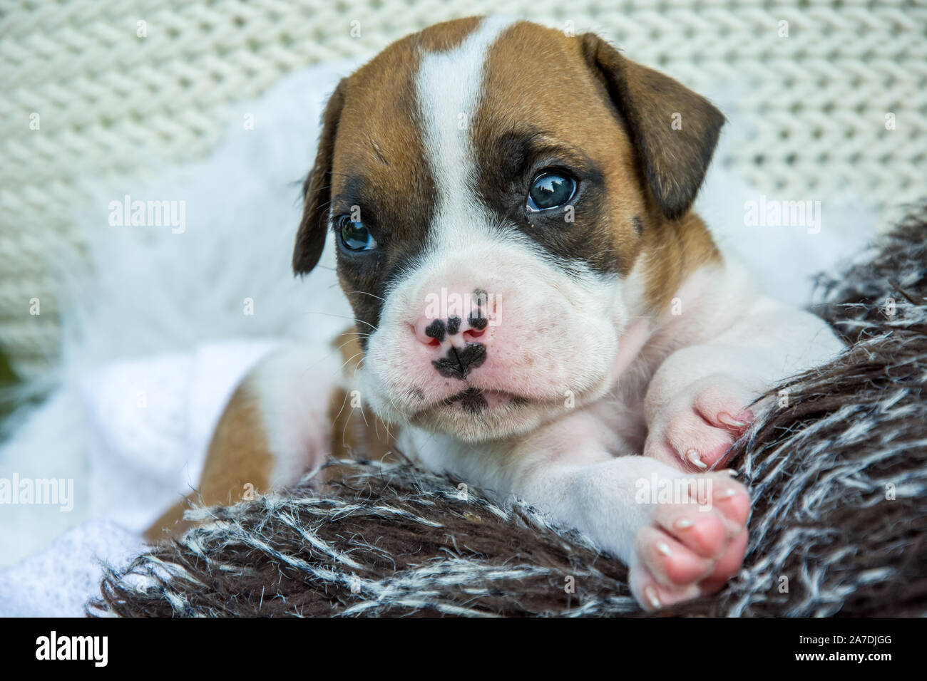 Un piccolo cucciolo boxer con macchie sul suo naso Foto stock - Alamy