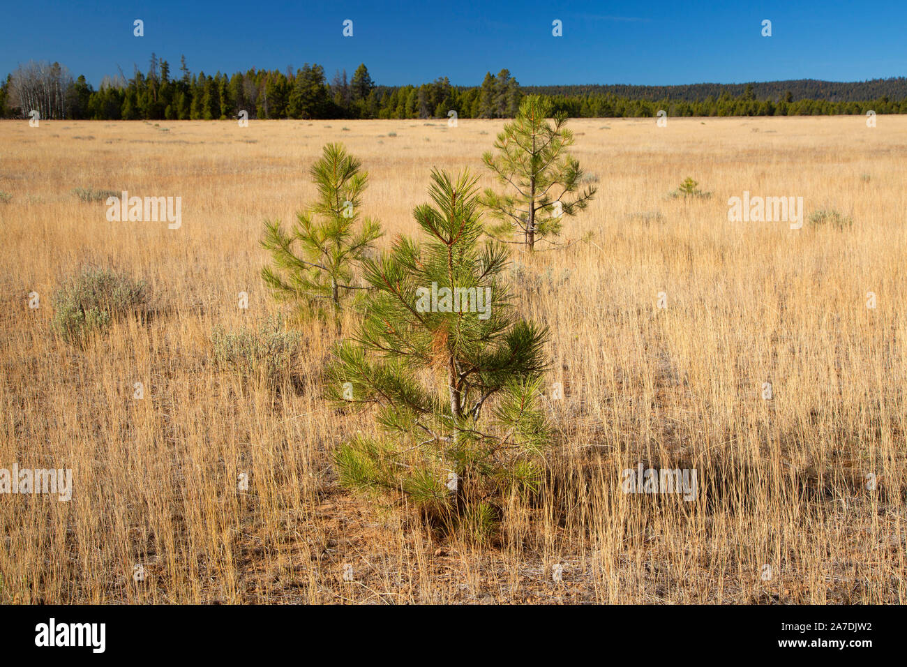 Logan Valley, Malheur National Forest, Oregon Foto Stock