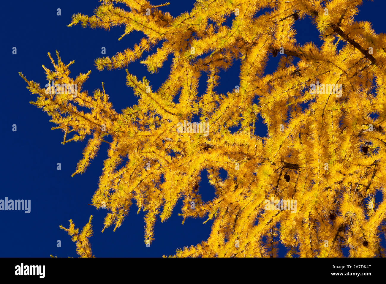Aghi di larice in autunno, Umatilla National Forest, Oregon Foto Stock
