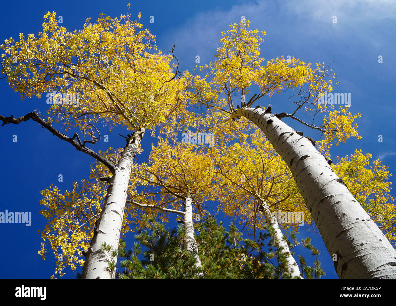 Il giallo brillante tree tops di Aspen Grove a Flagstaff durante l'autunno. Foto Stock