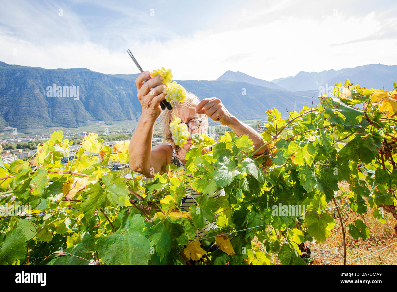 Swiss wine maker MARIE-THERESE Chappaz giura per metodi organici quando ella produrre i suoi vini nei vigneti collinari in completamente. Ella ha anche utilizzare i cavalli per il lavoro sul campo. Il risultato sono gustosi. Nel 2015 diventò la Swiss Enologo dell'anno, ma lei ha spostato su: " Ogni stagione è diversa, in modo che ho per adattare e reinventare tutto il tempo". La Svizzera è spesso trascurato come un vino che producono la nazione, ma lo svizzero sono state crescendo vino sin dal giorno di romani. Foto Stock