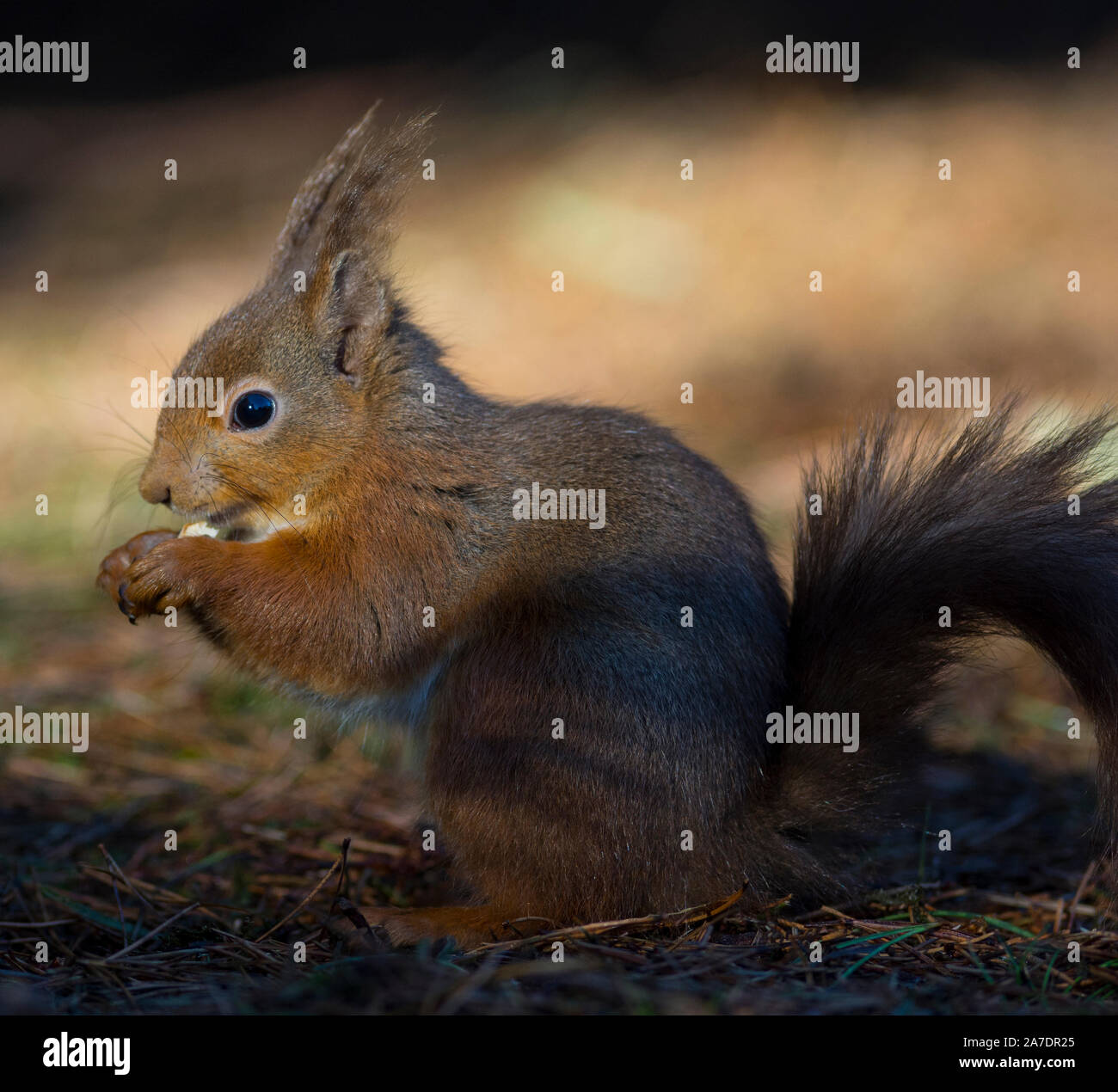 Red scoiattolo (Sciurus vulgaris) al sole nel Yorkshire Dales, Inghilterra Foto Stock