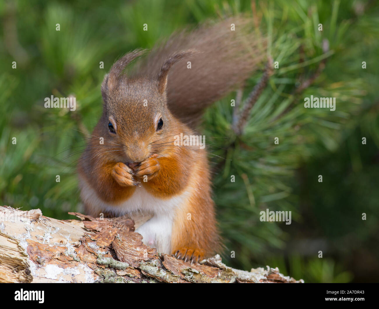 Red scoiattolo (Sciurus vulgaris) al sole nel Yorkshire Dales, Inghilterra Foto Stock