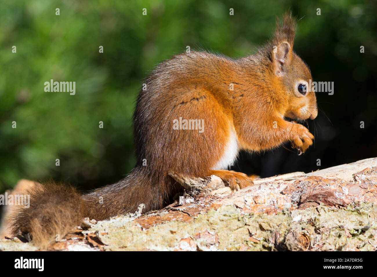 Red scoiattolo (Sciurus vulgaris) al sole nel Yorkshire Dales, Inghilterra Foto Stock