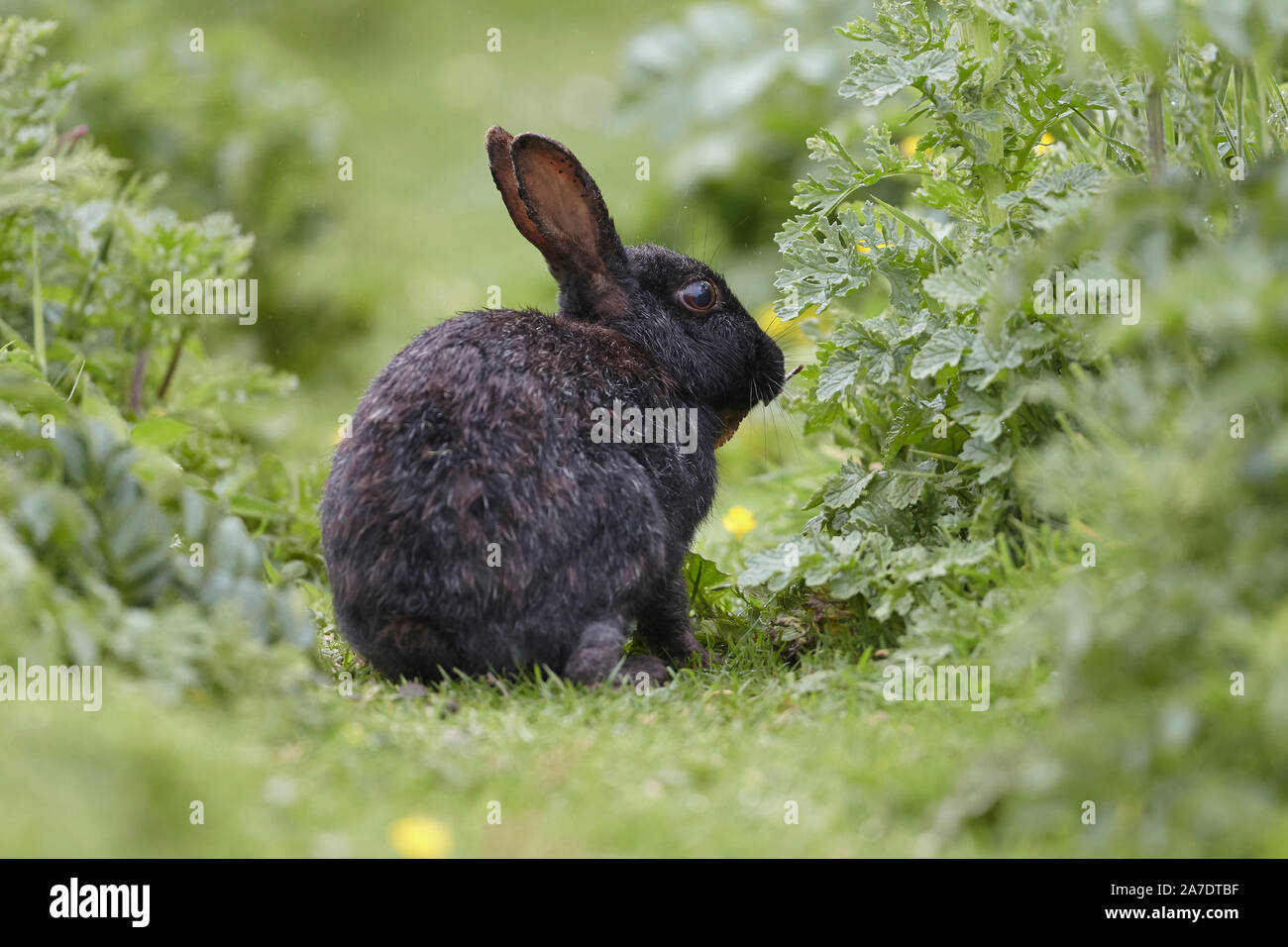 Wild nero, coniglio Oryctolagus cunniculus, nel selvaggio, Lunga, Treshnish Isole Ebridi Interne, Scotland, Regno Unito Foto Stock