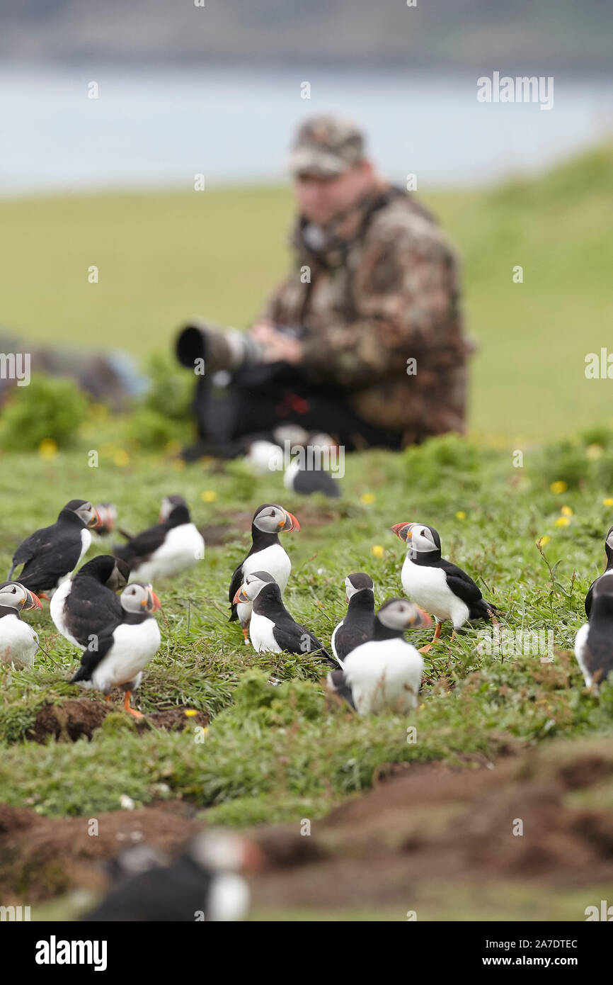 Wildlife Photographer fotografare i puffini, Fratercula arctica, Lunga, Treshnish Isole Ebridi Interne, Scotland, Regno Unito Foto Stock
