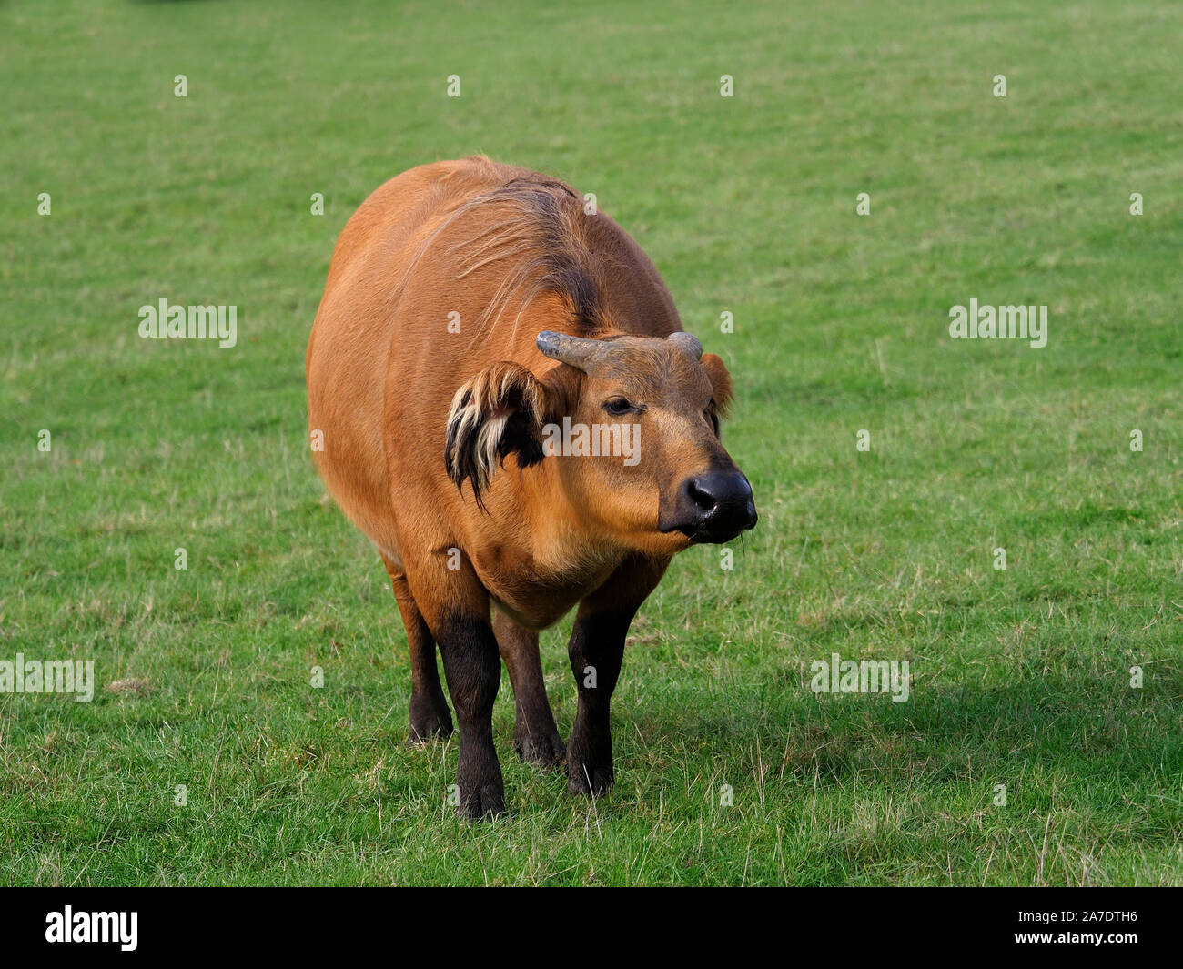 Foresta Africana di Buffalo, Syncerus caffer nanus, unico mammifero su erba, captive, Ottobre 2019 Foto Stock