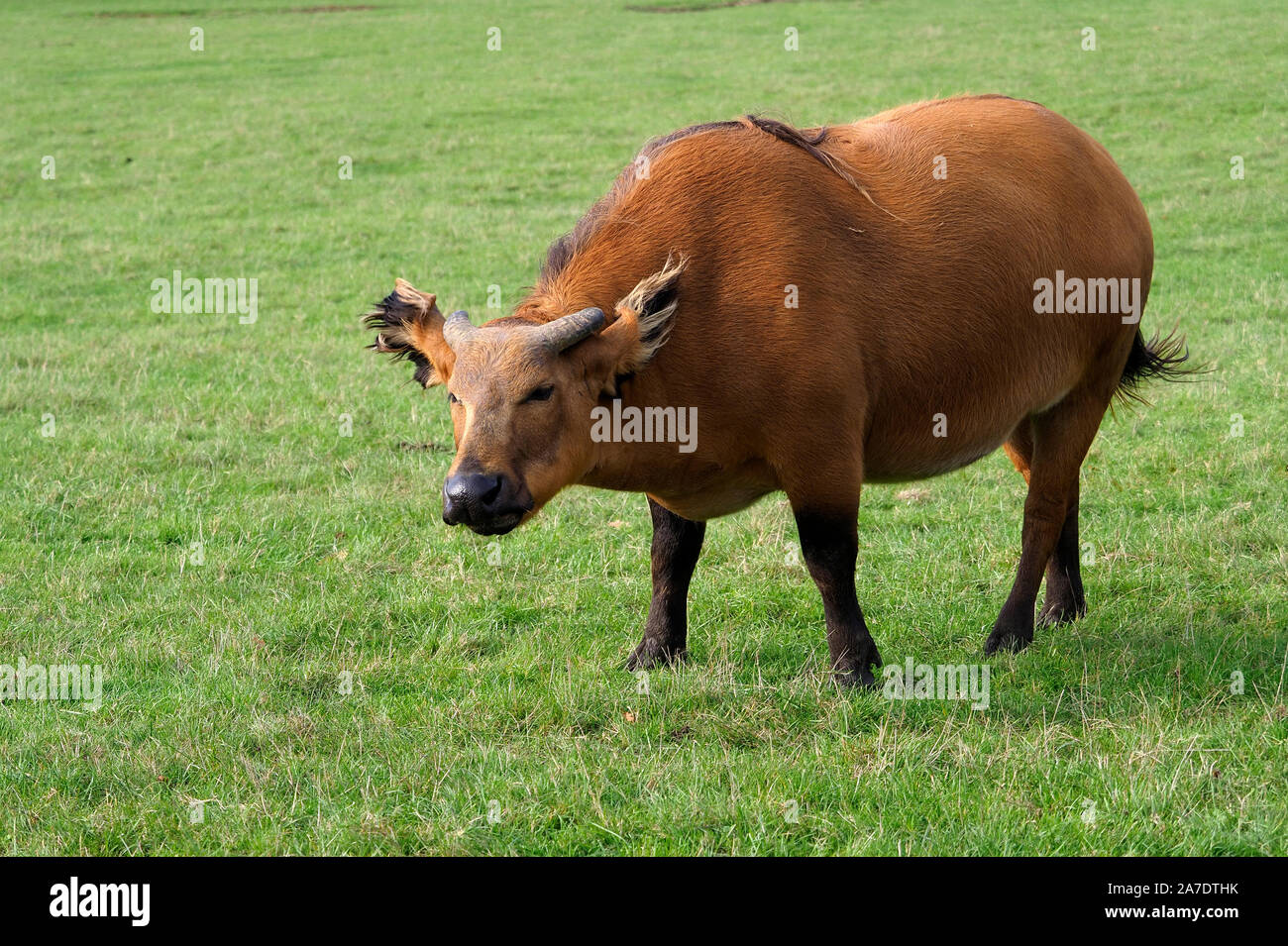 Foresta Africana di Buffalo, Syncerus caffer nanus, unico mammifero su erba, captive, Ottobre 2019 Foto Stock