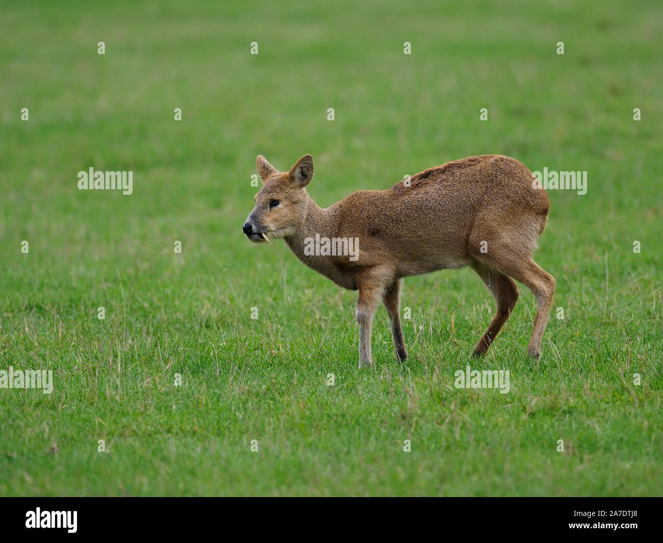 Acqua cinese cervi, Hydropotes inermis, unico mammifero su erba, Bedfordshire, Ottobre 2019 Foto Stock