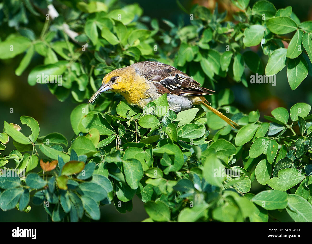 Femmina del Giovenco Rigogolo (Icterus bullockii) alla ricerca di larve di insetti e in un albero, Jocotopec, Jalisco, Messico Foto Stock