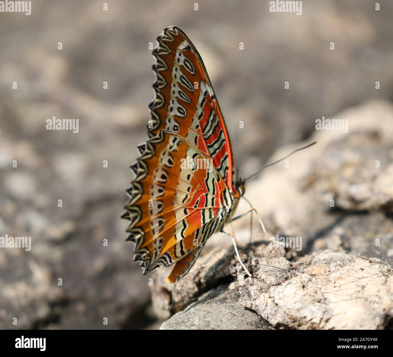 Rosso himalayano Lacewing Butterfly, regione di Annapurna, Nepal Foto Stock