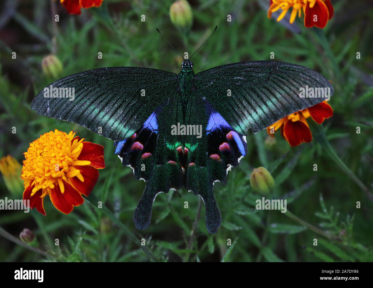 Krishna farfalla pavone (Papilio krishna) Foto Stock