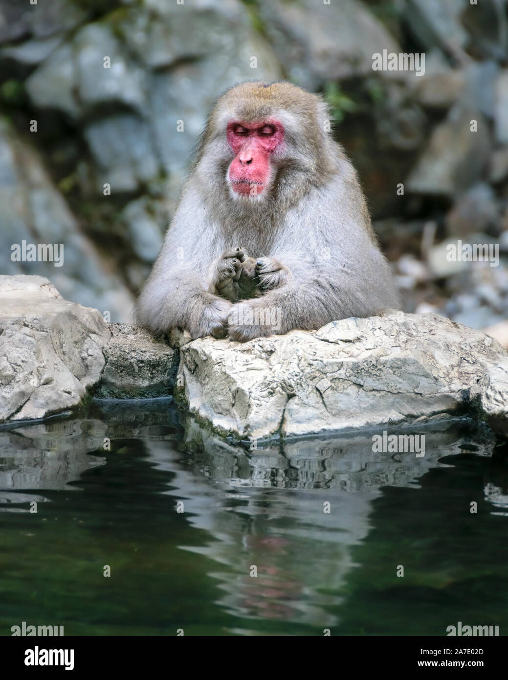 Macaque giapponese rilassarsi vicino le sorgenti calde nel Jigokudami Monkey Park, Nagano, Giappone. Foto Stock