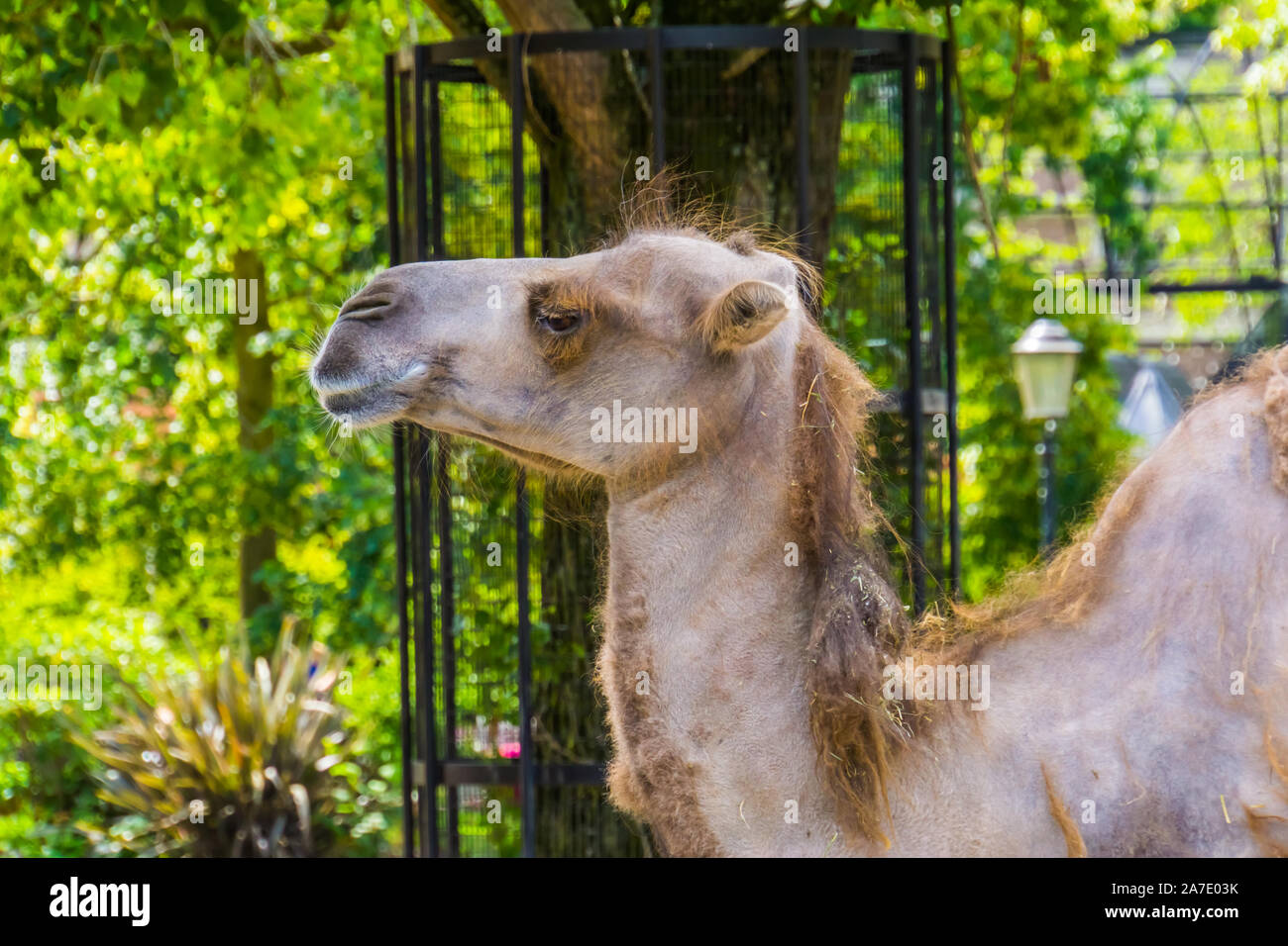 Camel faccia in primo piano, popolare animale usato per il viaggio, pet e animali da zoo Foto Stock