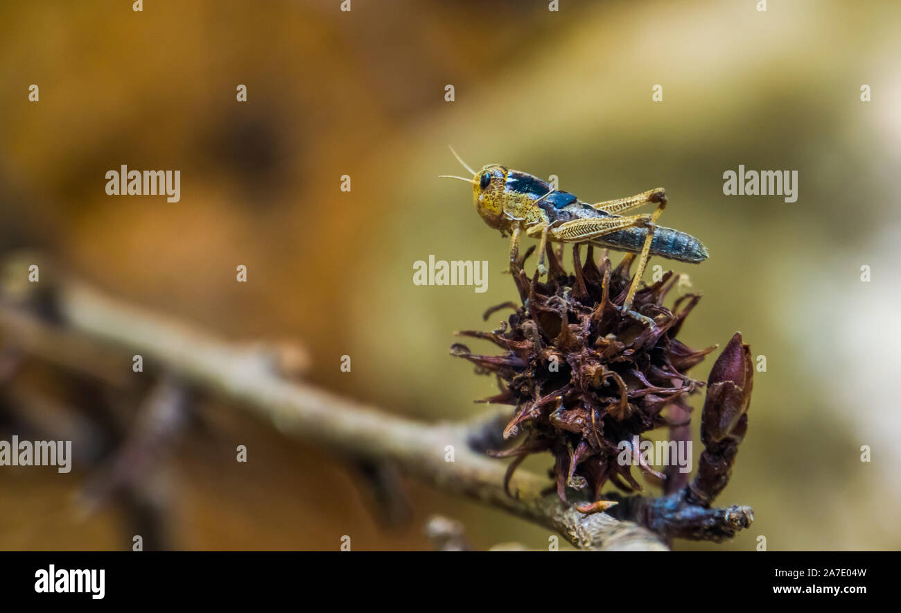Macro closeup di una cavalletta, insetto popolari da Eurasia, specie di cavallette Foto Stock