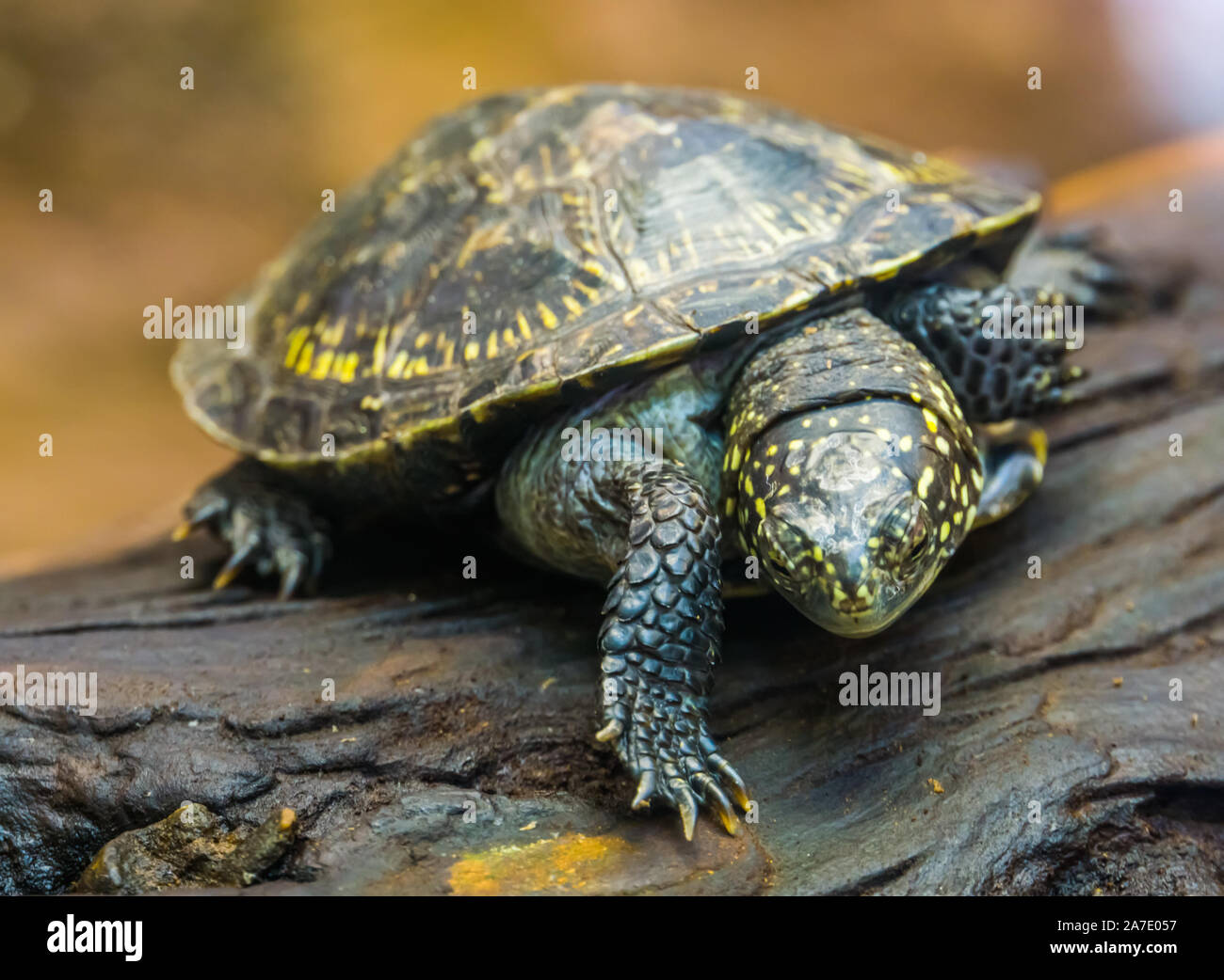 Closeup ritratto di una testuggine palustre e tropicale di specie di rettili dall'Europa, vicino minacciate specie animale Foto Stock