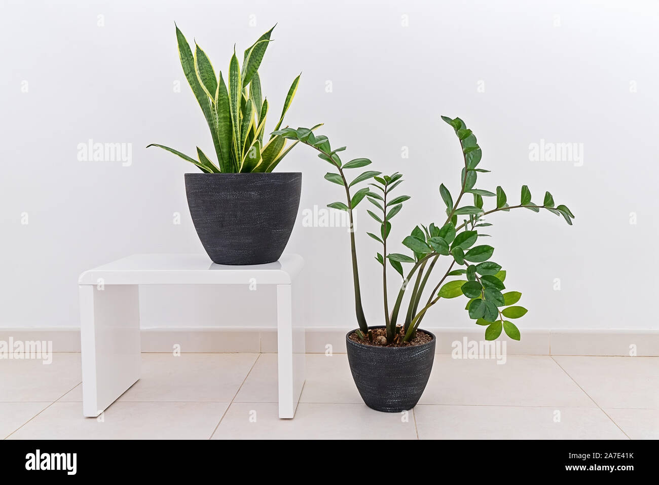 Zamioculcas e Sansevieria invasati contro il muro bianco, indoor. Home decor interno concetto con casa naturale delle piante Foto Stock