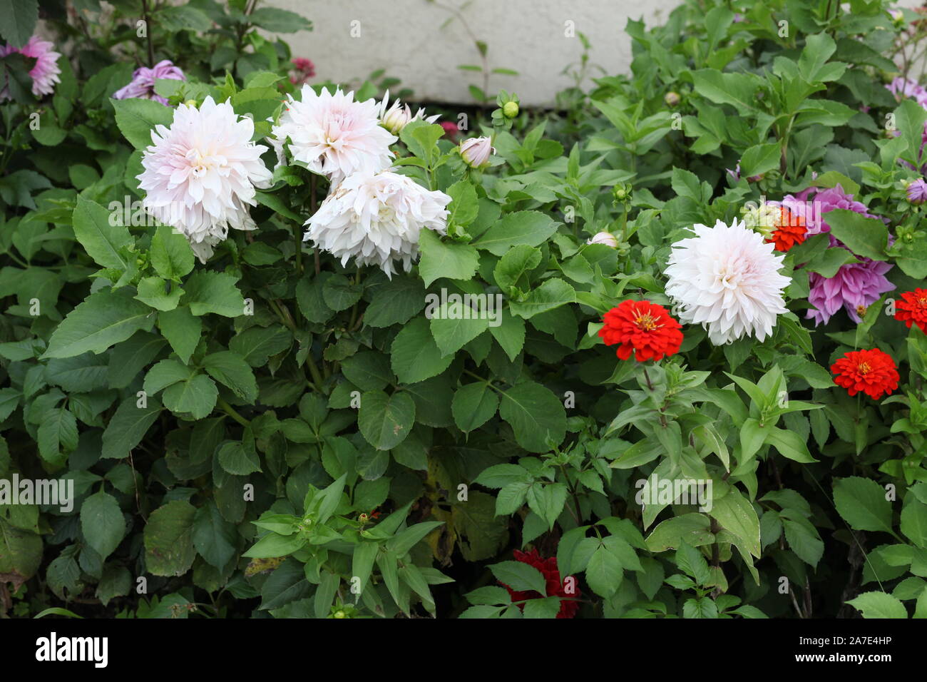 Bianco, Rosso e fiori viola Foto Stock