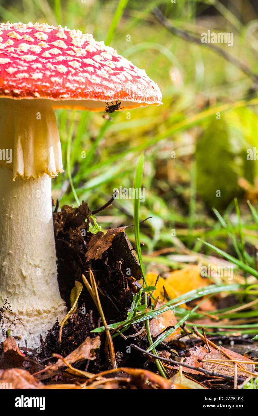 fungo della foresta Foto Stock
