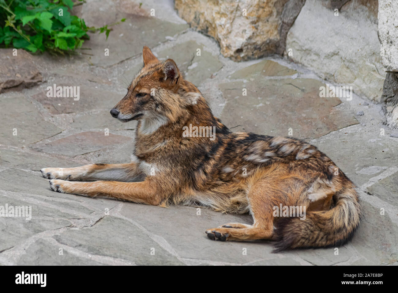 Golden Jackal (canis aureus), posa sulla superficie rocciosa Foto Stock