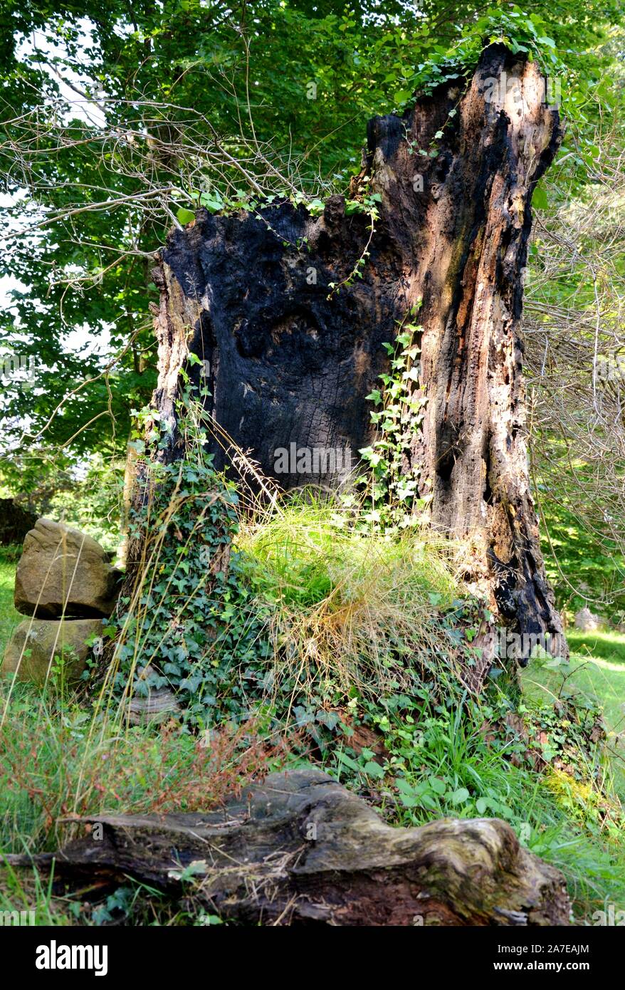 Un tronco bruciato piena di piante verdi Foto Stock