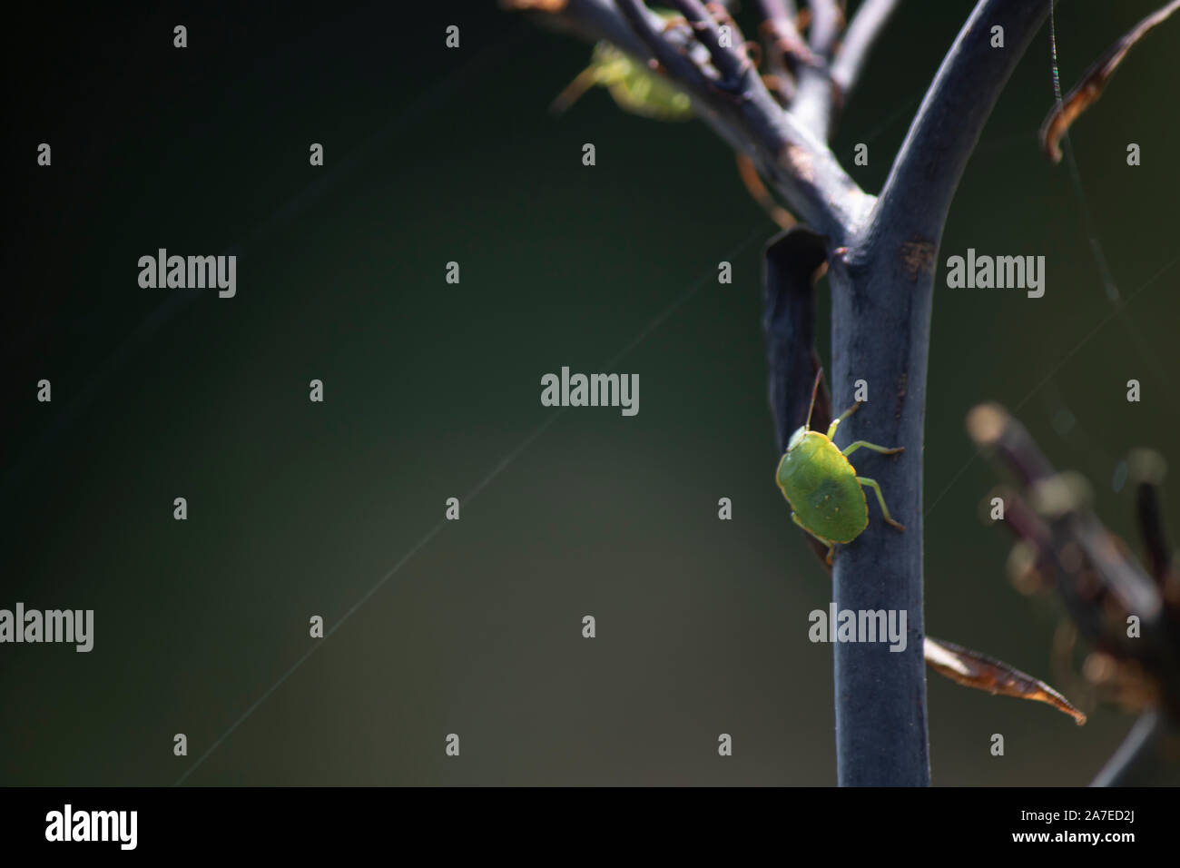 Nezara viridula beetle si arrampica verso l'alto sul ramo di albero. Ha un colore verde. Foto Stock