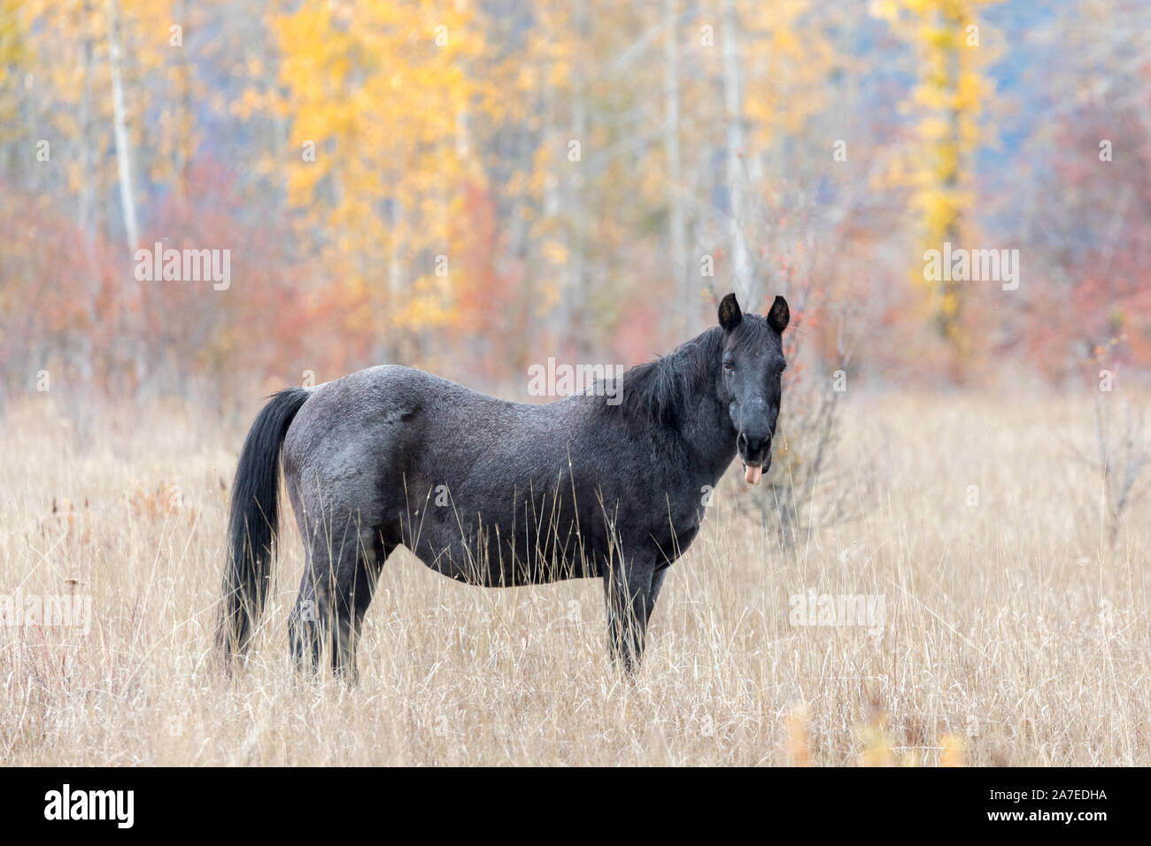 Cavallo nero in un campo di autunno con la sua linguetta sporgente nello stato di Washington Foto Stock