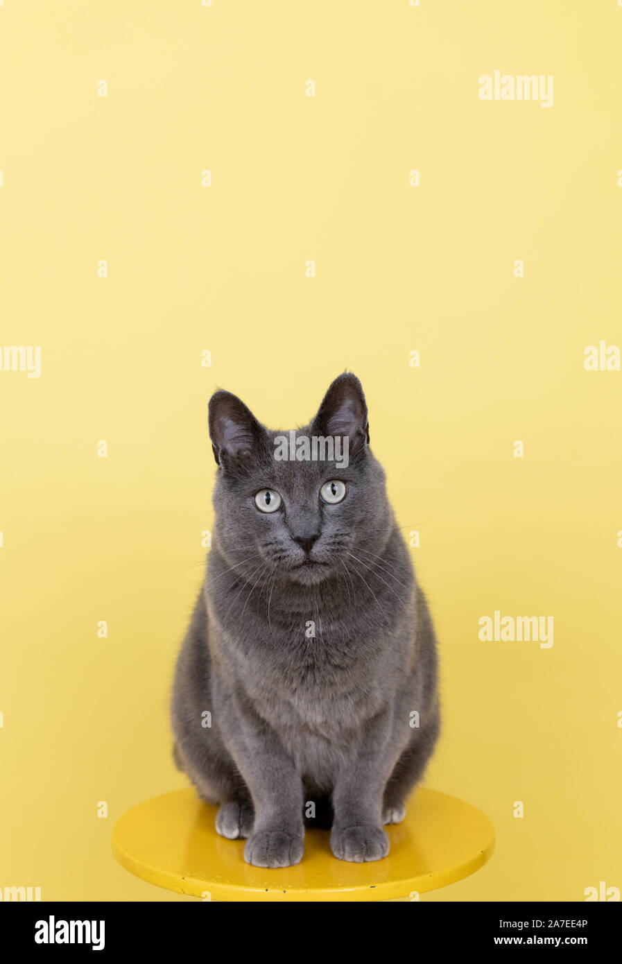 Corto pelo di gatto grigio su sfondo giallo Foto Stock