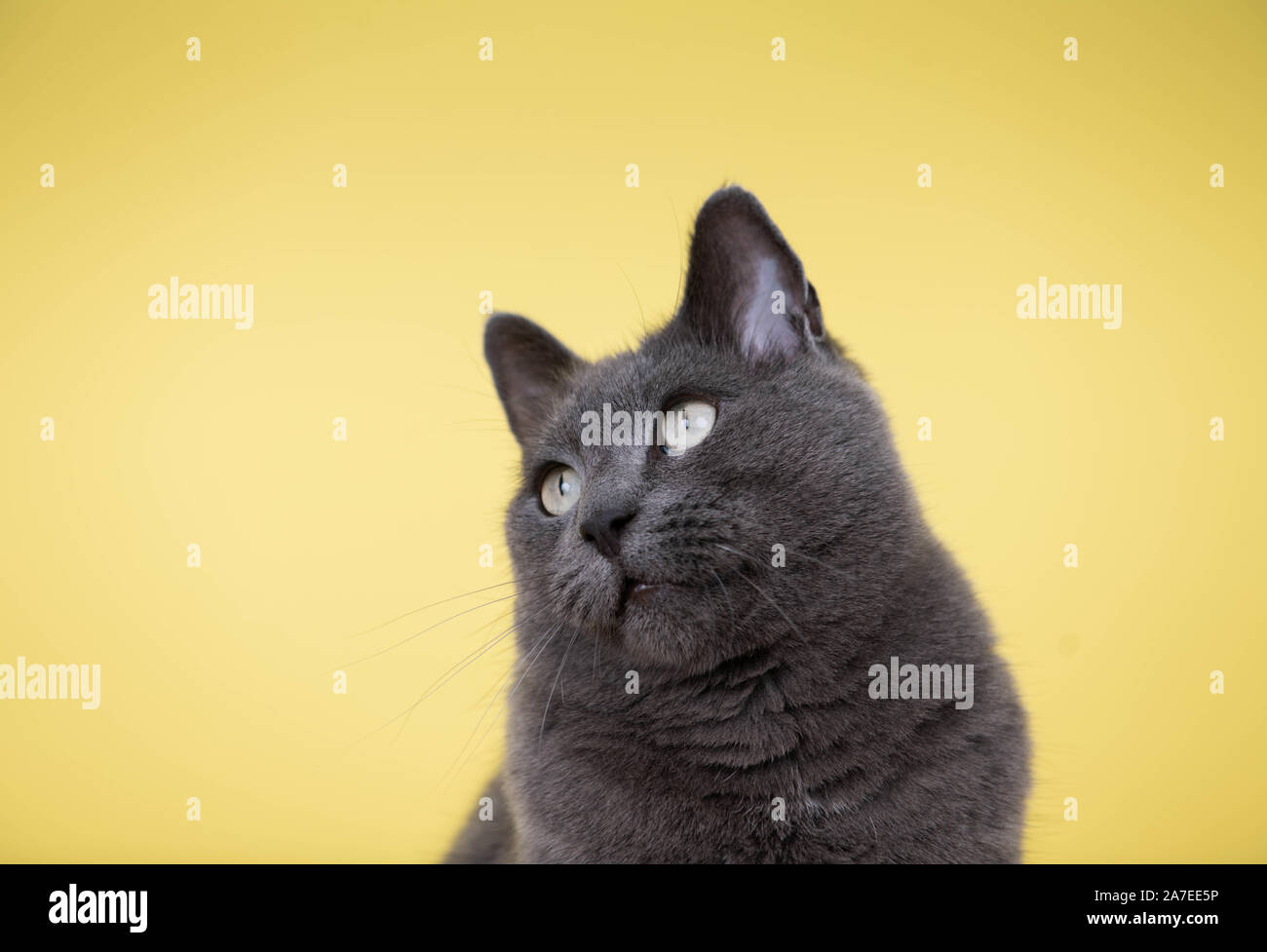 Corto pelo di gatto grigio su sfondo giallo Foto Stock